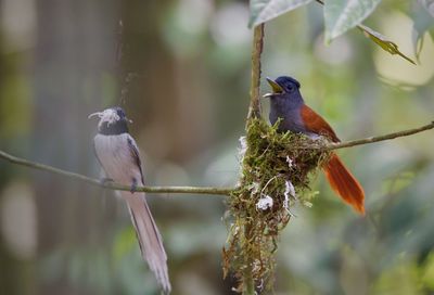 Close-up of bird perching on branch against blurred background