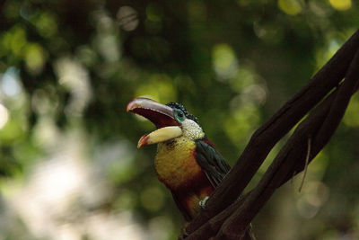 Close-up of bird perching on tree