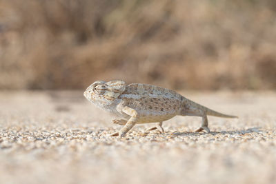 Chameleon in malta on the street.