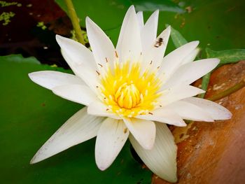 Close-up of white water lily