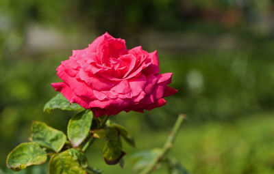 Close-up of pink rose