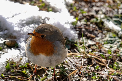 Close-up of a bird on field