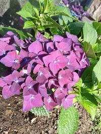 Close-up of pink flowers