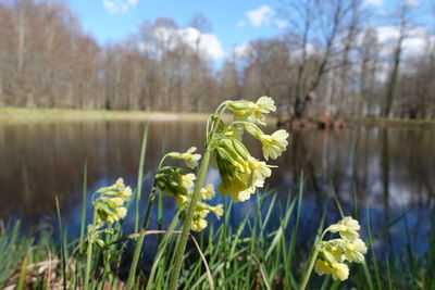 Close-up of fresh green flowering plant in lake