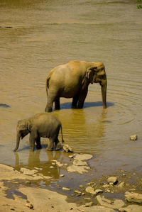 Elephant drinking water in lake