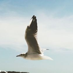 Low angle view of seagull flying against sky