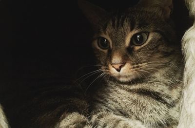 Close-up portrait of a cat