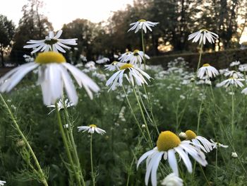 Close-up of white flowering plants on field