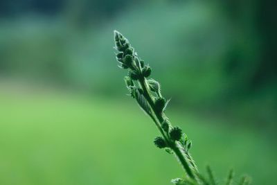 Close-up of fresh green plant