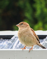 Close-up of bird perching on railing