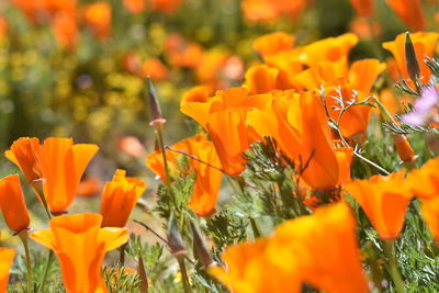 Close-up of orange flowering plants on field