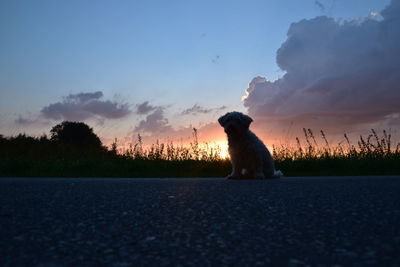 Dog sitting on road against sky during sunset