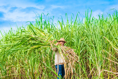 Crops growing on field against sky