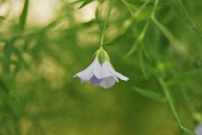 Close-up of white flower