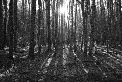 Trees in forest