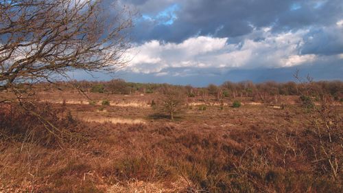 Scenic view of field against sky