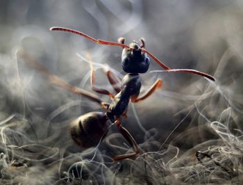 Close-up of insect