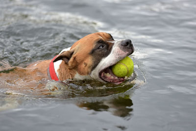 Dog with ball in mouth