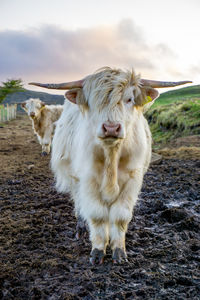 Portrait of highland cow standing on muddy field