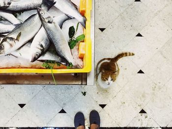 Low section of woman standing by cat by fish in crate 