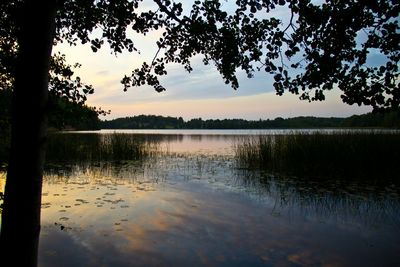 Reflection of trees in calm lake