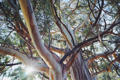 Low angle view of bare trees in forest