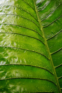 Full frame shot of wet leaves