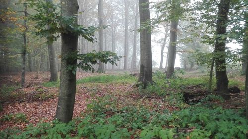 Trees in forest