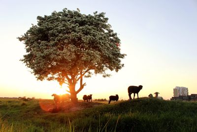 Cows grazing in a field