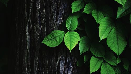 Close-up of fresh green leaves on tree trunk