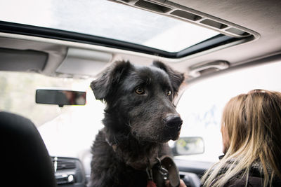 Close-up of dog in car