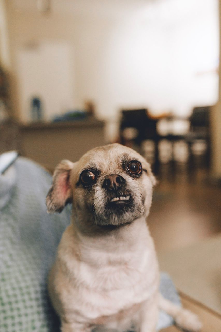 domestic, dog, canine, pets, one animal, animal themes, domestic animals, mammal, animal, lap dog, focus on foreground, small, indoors, portrait, vertebrate, no people, home interior, close-up, pug, looking at camera, animal head, shih tzu