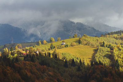 Scenic view of trees on field against sky