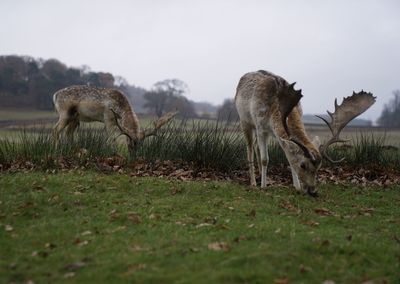 Close-up of deer grazing on field against sky