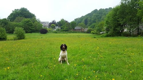 Dog on grassy field