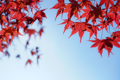 Low angle view of maple leaves against sky