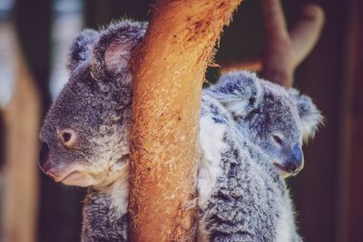 Close-up of koalas relaxing on tree branch