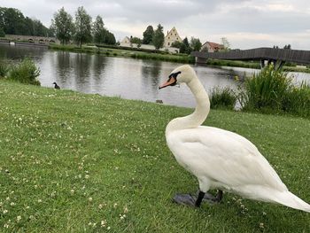 Swans on a lake