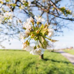 White apple blossoms in spring