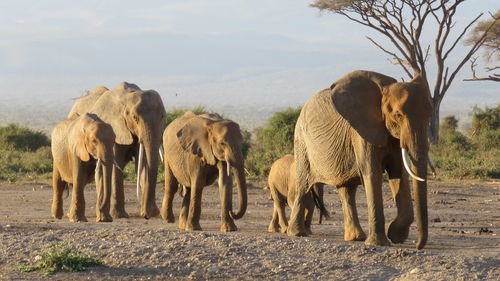 Elephants on field