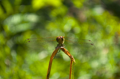 Close-up of dragonfly on leaf