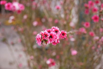 Close-up of pink flowering plant