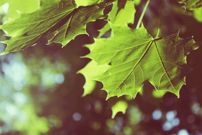 Close-up of fresh maple leaves