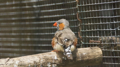 Close-up of bird perching on wood in zoo