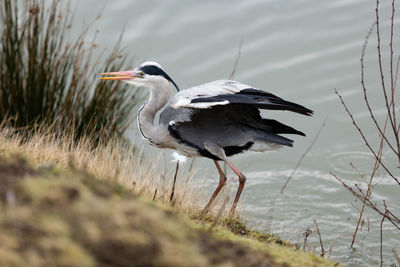 Close-up of bird on grass