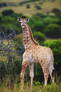 Giraffe in forest