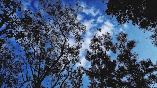 Low angle view of silhouette trees against sky