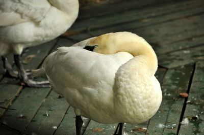 Close-up of bird in water