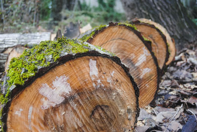 Close-up of log on tree trunk