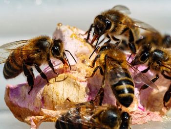 Close-up of bee pollinating on flower